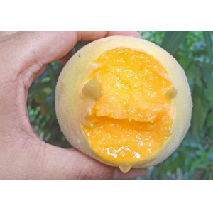 現摘砀山黃桃新鮮水果10斤應當季整箱毛油蜜桃子錦繡血桃露天脆桃