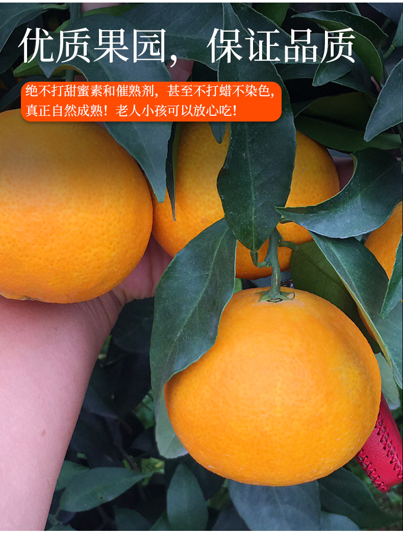 O1CN01YvNgZ51XuigJLHcv2_!!2926862984.jpg